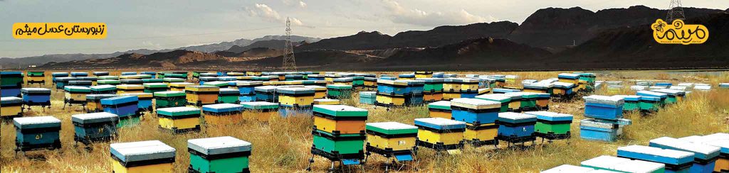 زنبورستان عسل میثم